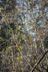 colorful spring bushes in latvian countryside