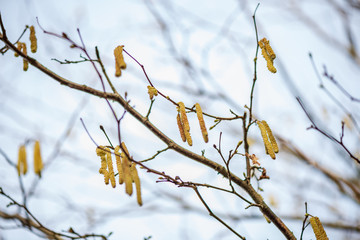 colorful spring bushes in latvian countryside