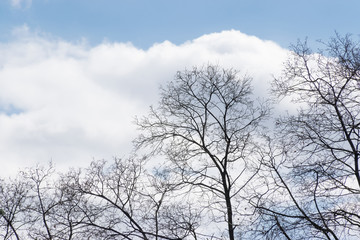 Fototapeta na wymiar trees against a blue sky with white clouds