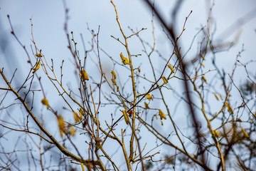 colorful spring bushes in latvian countryside