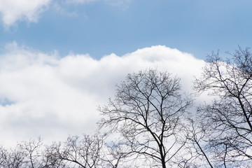 Fototapeta na wymiar trees against a blue sky with white clouds