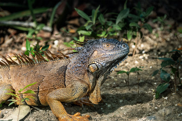 Reptil, Leguan, 