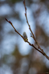 colorful spring bushes in latvian countryside