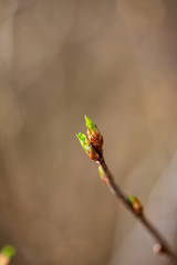 colorful spring bushes in latvian countryside