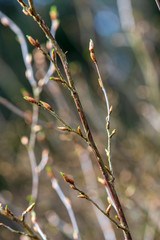 colorful spring bushes in latvian countryside
