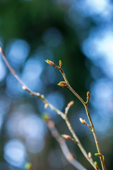 colorful spring bushes in latvian countryside