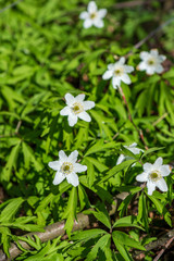 Fototapeta na wymiar white spring flowers on natural green meadow background