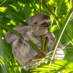 Brown-throated Sloth, Bradypus Variegatus, sloth sleeping on a tree in Costa Rica © Pascale Gueret