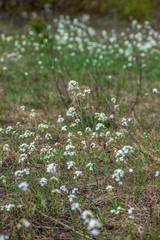 white spring flowers on natural green meadow background