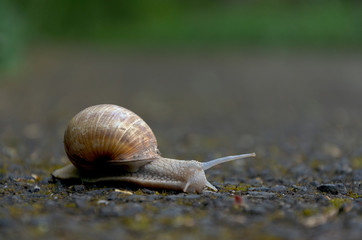 Close up of a snail crawling on the asphalt with selective focus. Tentacles and eyes are extended forward.