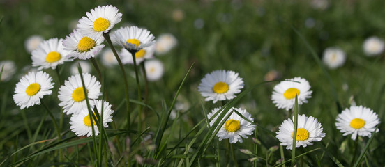 Daisy persistent and widespread growth, heralding the arrival of spring to our gardens, has resulted in children using its flowers to make necklaces and adults desperately trying to rid `weed`.