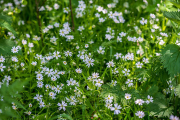Obraz na płótnie Canvas white spring flowers on natural green meadow background