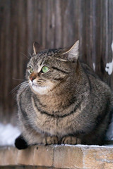  cat in an old wooden building in winter