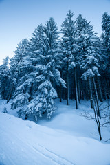 Winter view, trees covered with snow
