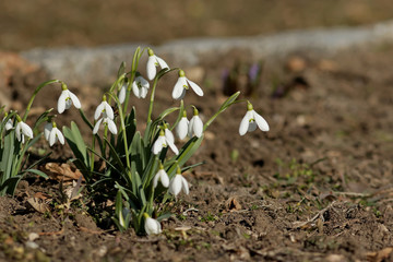 spring crocus flowers