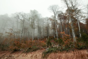 Obraz premium Autumn forest nature. Vivid morning in colorful forest with sun rays through branches of trees. Scenery of nature with sunlight.savsat/ARTVİN/TURKEY