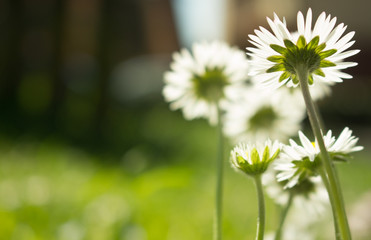 Daisy persistent and widespread growth, heralding the arrival of spring to our gardens, has resulted in children using its flowers to make necklaces and adults desperately trying to rid `weed`.