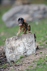 Macaque