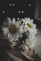 Chrysanthemum moody photo, White flower, golden-daisy on blurred background with bokeh