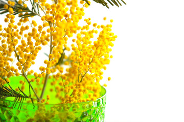 spring bouquet of mimosa on white background