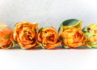Row of beautiful orange tulips on white backdrop. Perfect for background greeting card