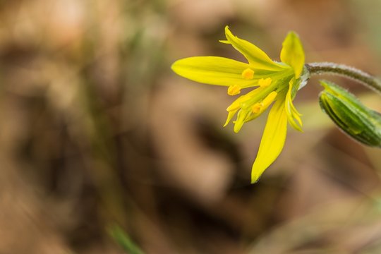 Close up image of fresh bright yellow and green lilly flower, also called hairy star of Bethlehem flower, blurry brown background, sunny spring day in garden, copy space