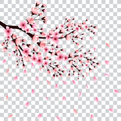 Sakura, cherry branch with flowers and falling petals, vector illustration.