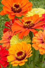 Zinnia Pinwheel Mix