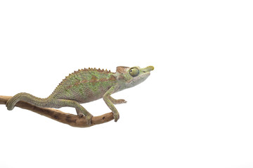 Male Lizard Antimena chameleon isolated on white background