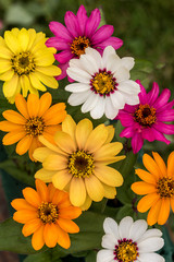 Zinnia Pinwheel Mix