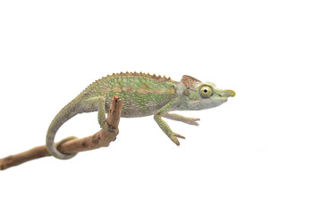 Male Lizard Antimena chameleon isolated on white background