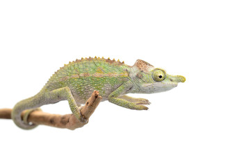 Male Lizard Antimena chameleon isolated on white background