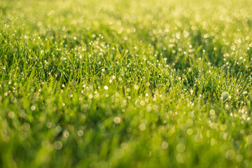 Drops on green grass with beautiful green bokeh background.