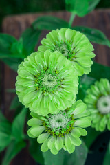 Zinnia Green Envy Flowers
