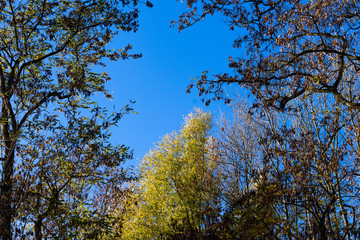 herbstliches gelb im Wald