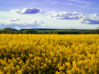 Fototapeta premium A rapeseed field in bloom (Brassica napus) in spring in Salamanca for the production of rapeseed oil and biodiesel
