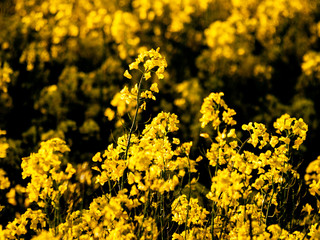 Obraz premium A rapeseed field in bloom (Brassica napus) in spring in Salamanca for the production of rapeseed oil and biodiesel