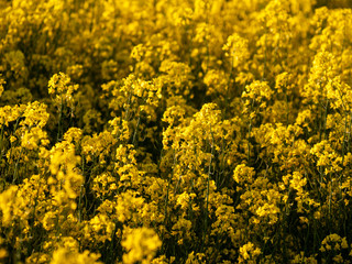 A rapeseed field in bloom (Brassica napus) in spring in Salamanca for the production of rapeseed oil and biodiesel