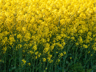 A rapeseed field in bloom (Brassica napus) in spring in Salamanca for the production of rapeseed oil and biodiesel