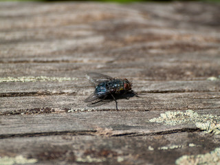 A fly perched on an old wooden board