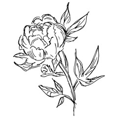 Hand Drawn Vector Illustrations Of Abstract Peony Flower Isolated on White. Hand Drawn Sketch of a Flower.