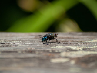 A fly perched on an old wooden board