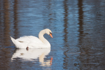 Mute Swan on a Morning Swim