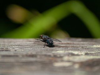 A fly perched on an old wooden board