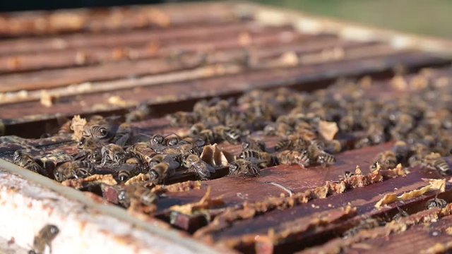Bienen am Bienenstock und der Wabe