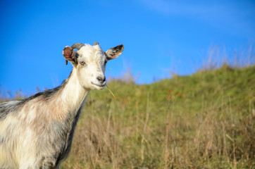 A cute goat with some grass in its mouth against the blue sky