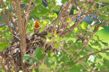Baby robins raise their heads and beaks and squawk waiting to be fed by their mother after newly hatching in their nest