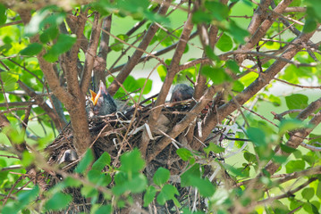 Naklejka na ściany i meble Baby robins raise their heads and beaks and squawk waiting to be fed by their mother after newly hatching in their nest