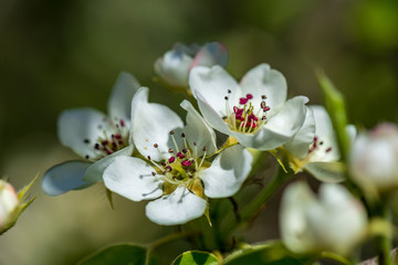white spring flowers on natural green meadow background