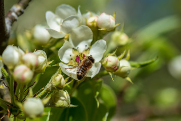 white spring flowers on natural green meadow background